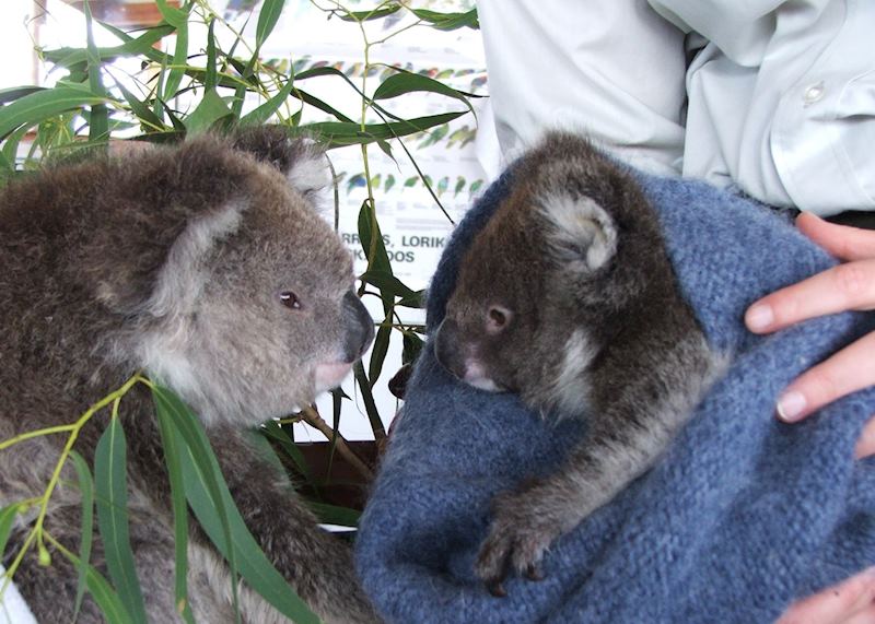 Koalas, Cape Otway Conservation Centre, Cape Otway National Park