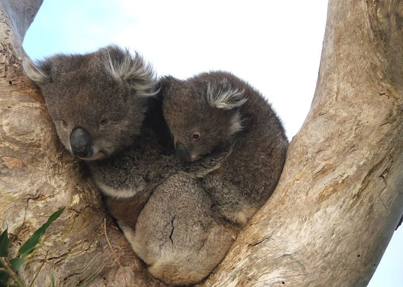 Koalas, Cape Otway Conservation Centre, Cape Otway National Park