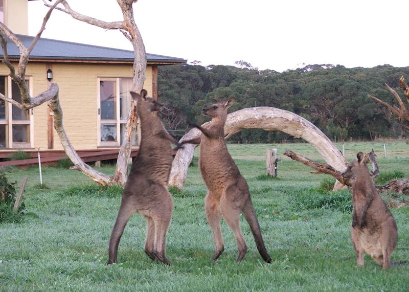 Young bucks playfighting, Cape Otway Conservation Centre