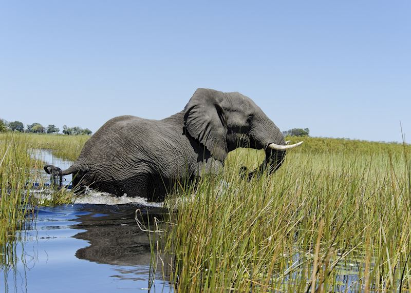 Elephant in the Okavango Delta