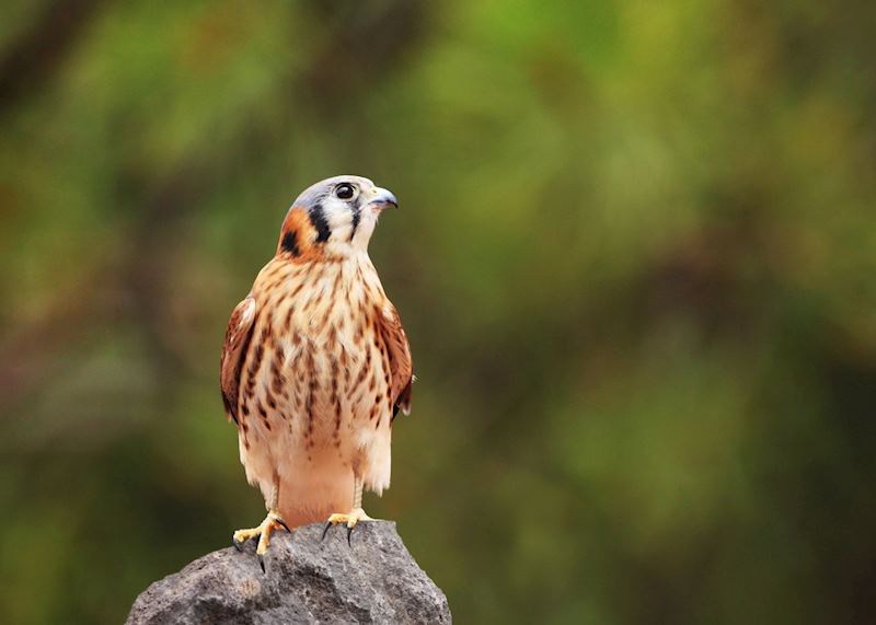 Kestrel