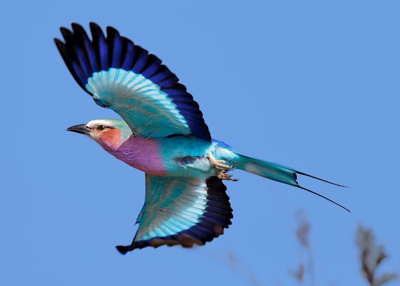 Lilac-breasted roller, Kruger National Park