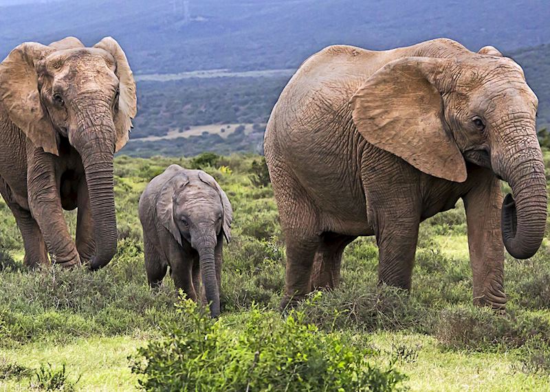 Addo Elephant National Park