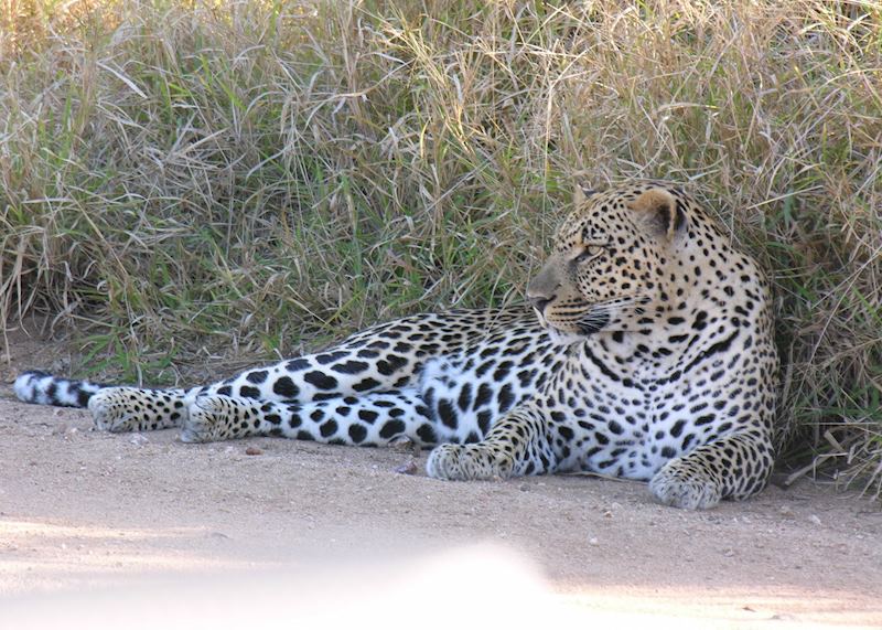 Leopard, Greater Kruger Park