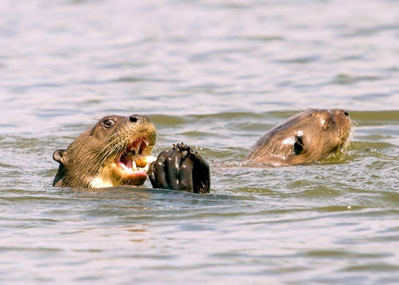 Giant Otter