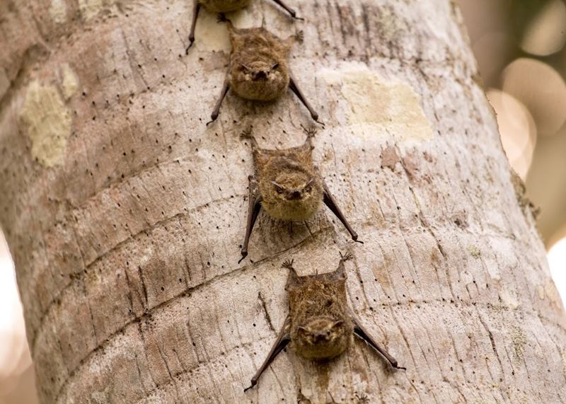 Sleeping Bats