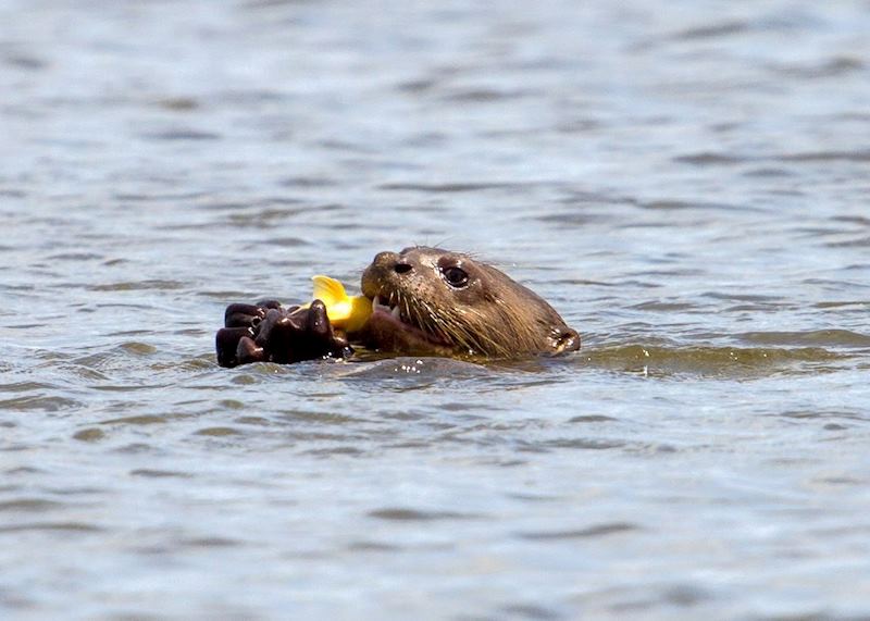 Giant Otter