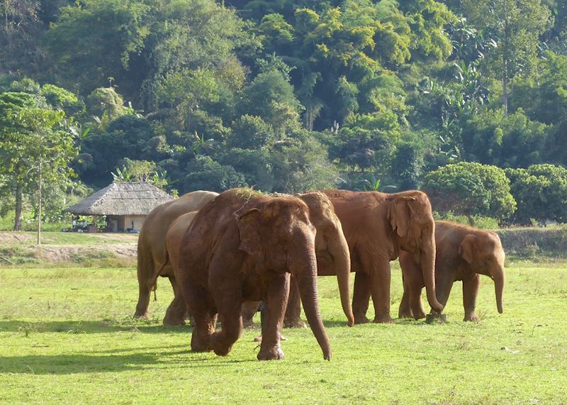 Elephant Nature Park, Chiang Mai