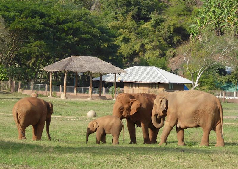Elephant Nature Park, Chiang Mai