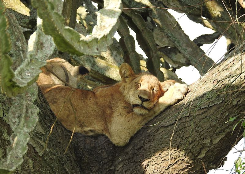 Lion, Queen Elizabeth National Park, Uganda