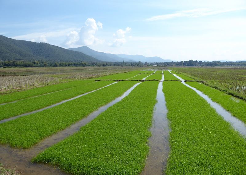 Rice fields encountered during bike ride