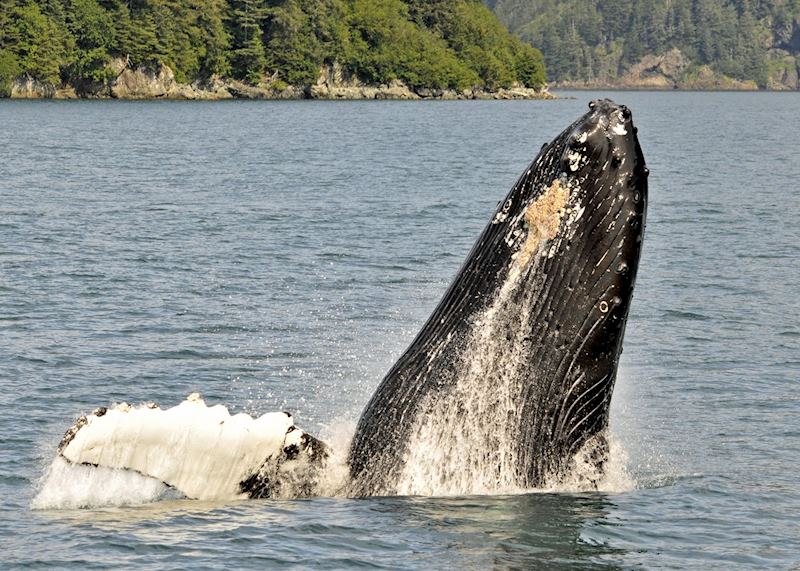 Humpback whale, Kenai Fjords National Park