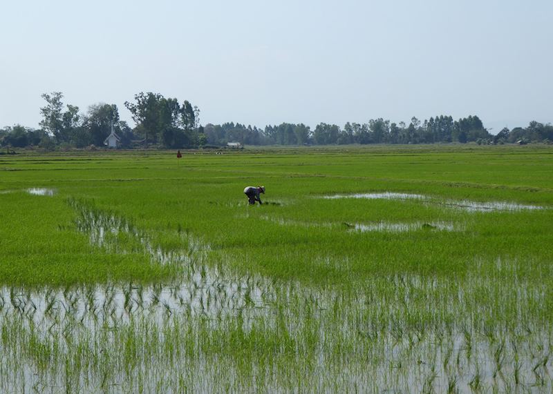 Locals planting rice near Chiang Rai