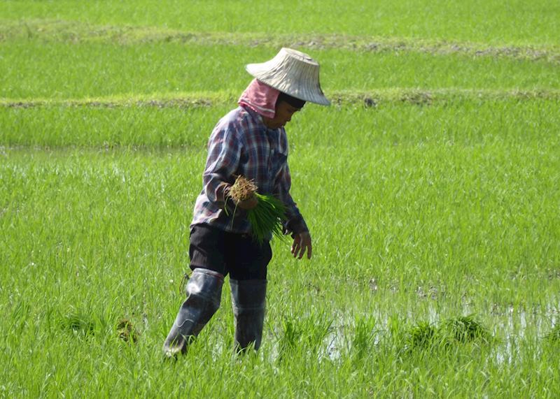 Local planting rice around Chiang Rai