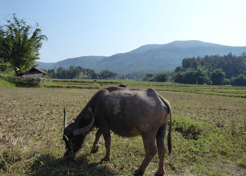 Countryside around Chiang Mai