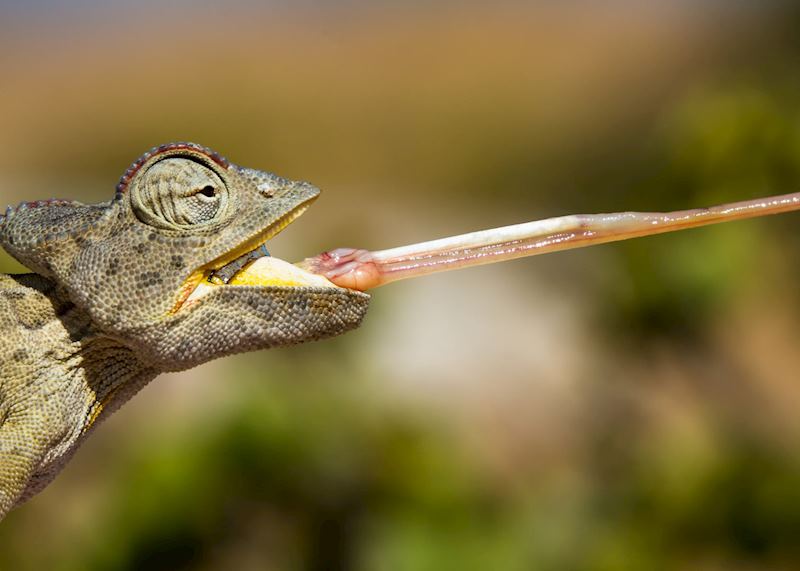 Namaqua Chameleon