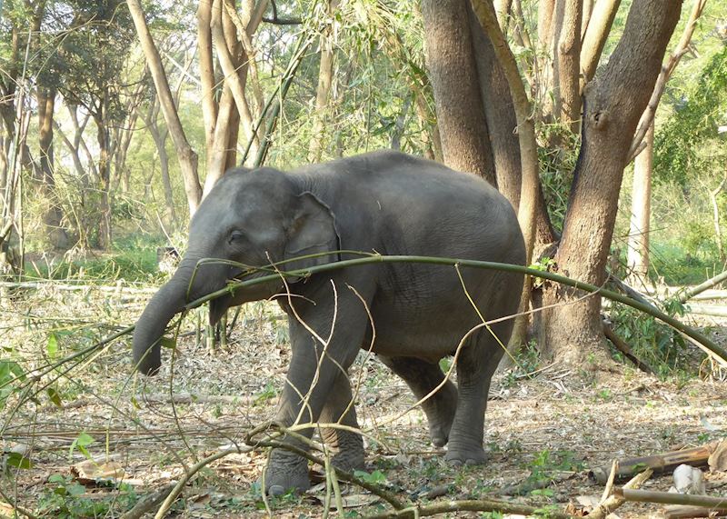 Elephant Valley, Chiang Rai