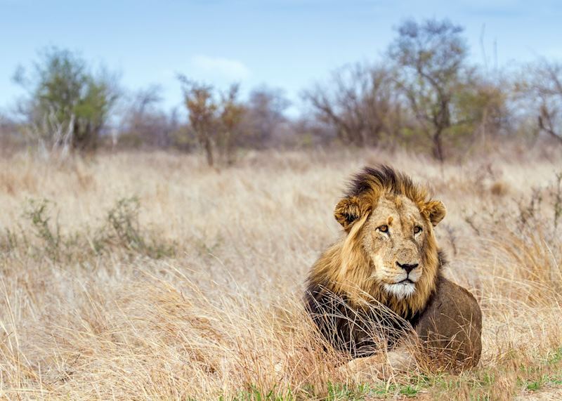 Lion in the Kruger
