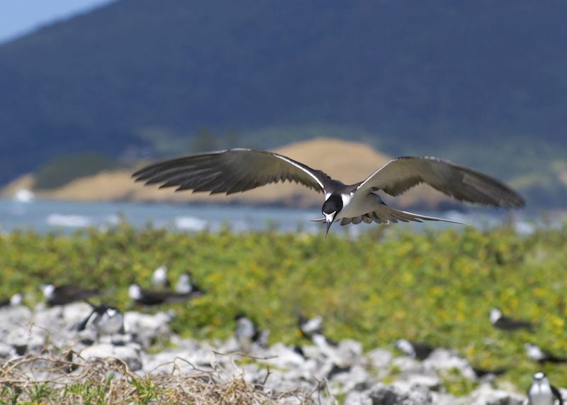 Sooty terns, Bird Island