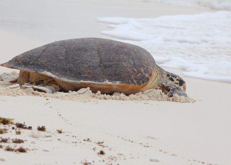 Hawksbill Turtle, North Island