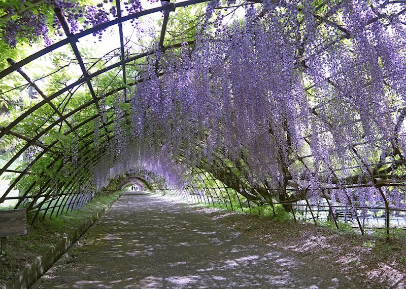 Wisteria season in Japan