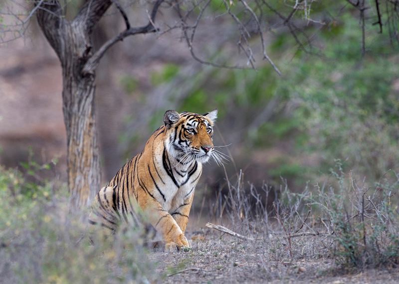 Tiger, Ranthambhore National Park
