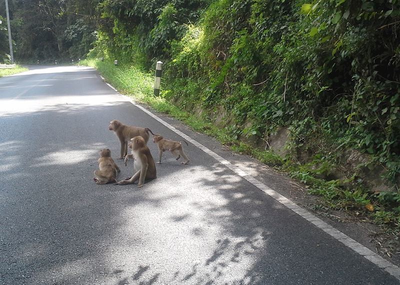 Khao Yai National Park