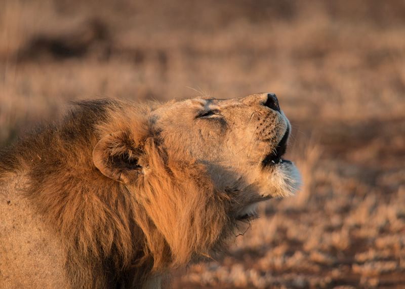 Lion, Leopard Mountain Game Lodge