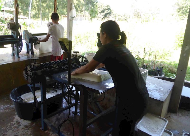 Locals processing rubber from a rubber tree plantation, Kui Buri