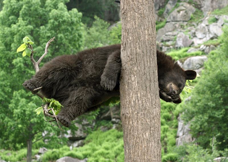 Black bear