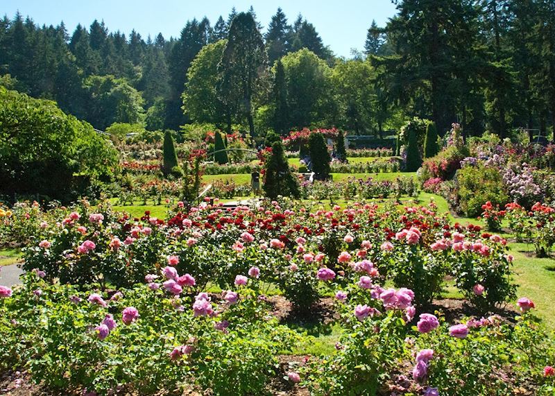 Portland International Rose Test Garden 