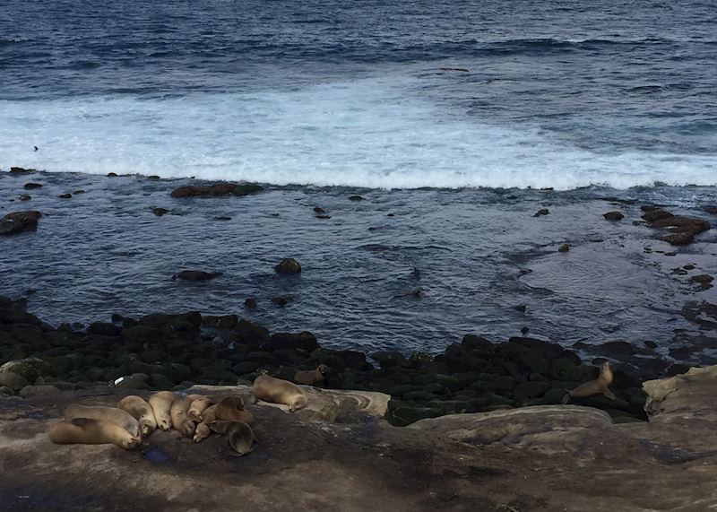 Sealions at La Jolla 
