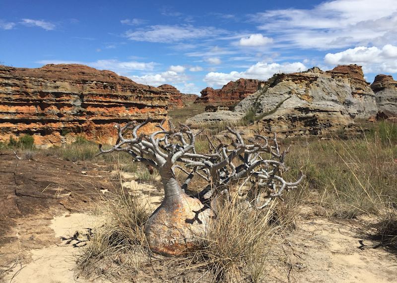 Pachypodium in Isalo
