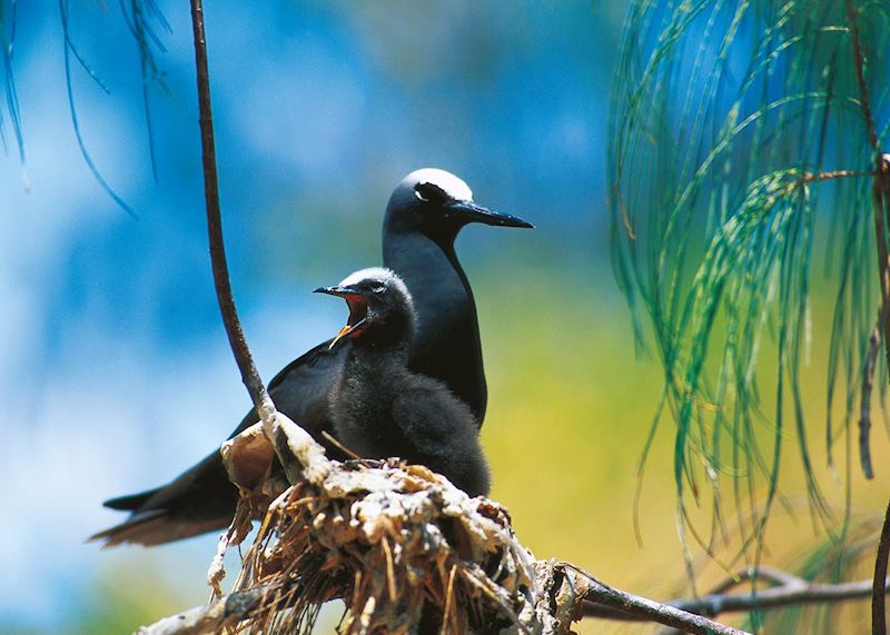 White Capped Noddies, Lady Elliot Island