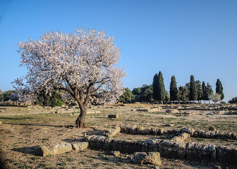 Almond tree, Agrigento