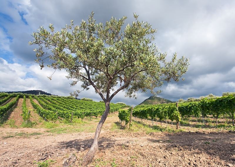 Olive grove and vineyard, Mount Etna