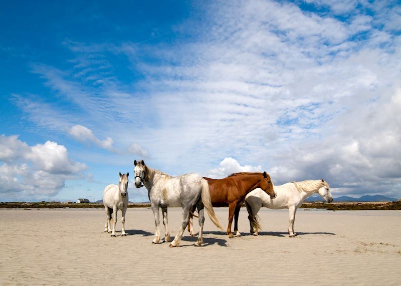 Connemara ponies