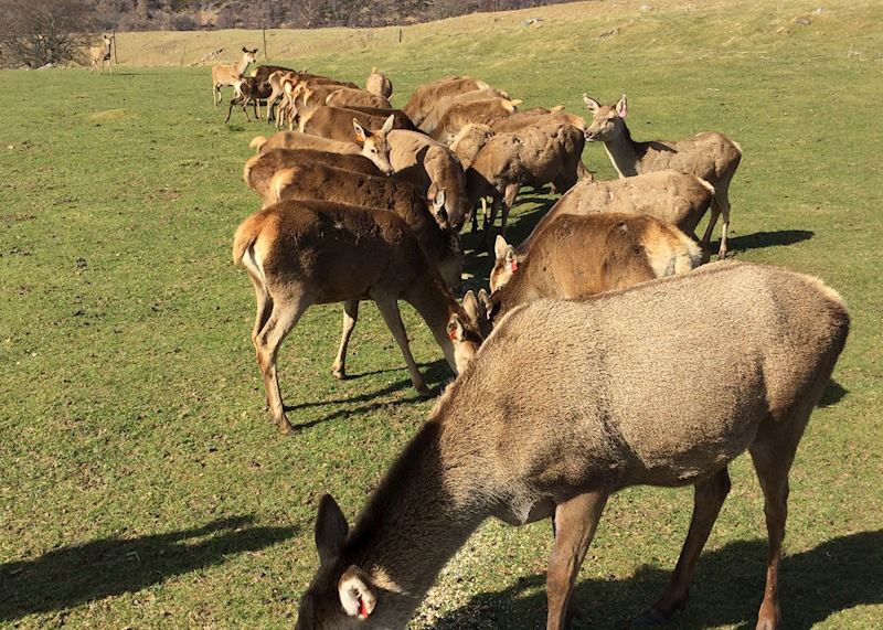 Deer in the Cairngorms