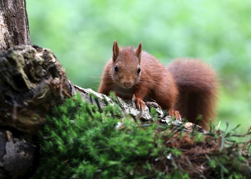 Red squirrel