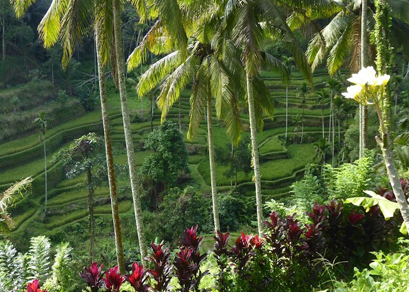 Rice terraces outside of Ubud