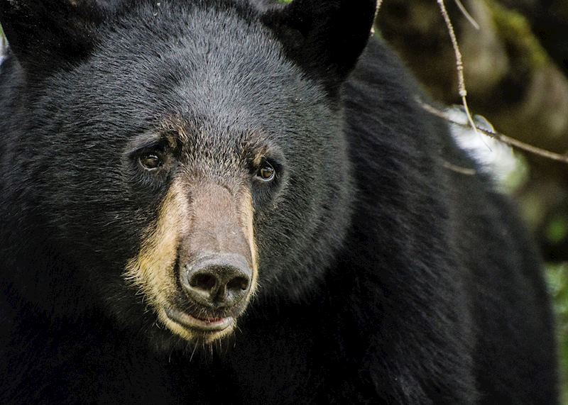 Black bear, Canada