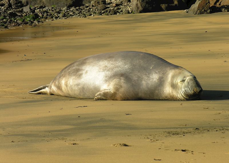 Elephant seal, Stewart Island