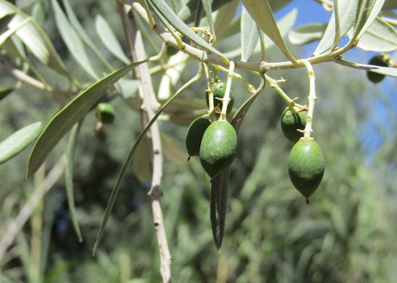 Half day guided tour in the Palmeraie