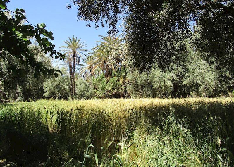 Half day guided tour in the Palmeraie