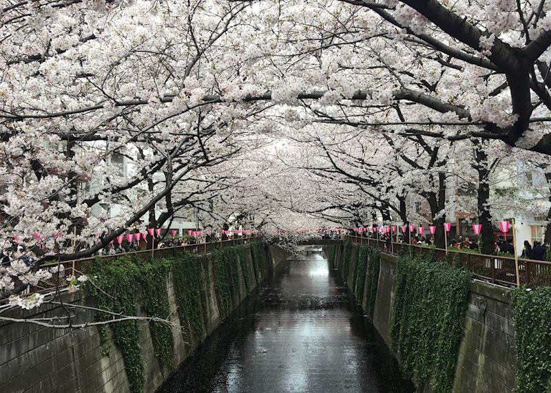 Cherry Blossom of Japan, General info - JP