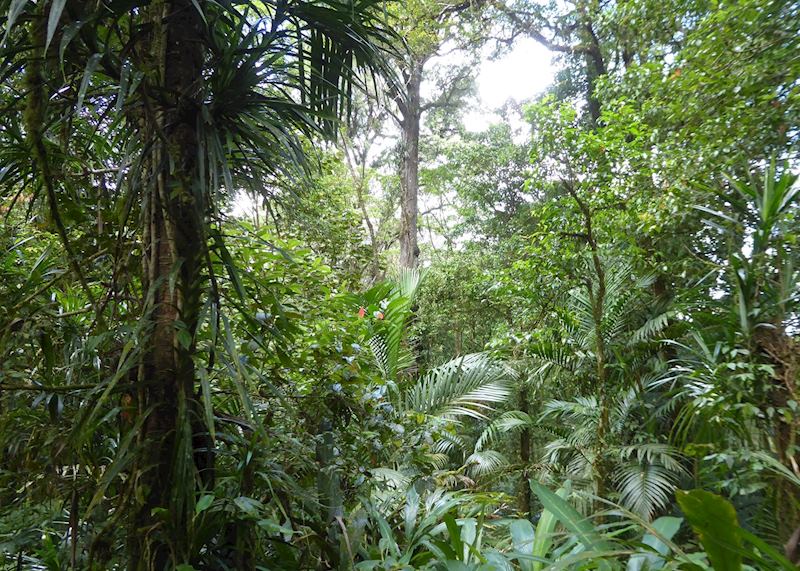 Rainforest, Munduk
