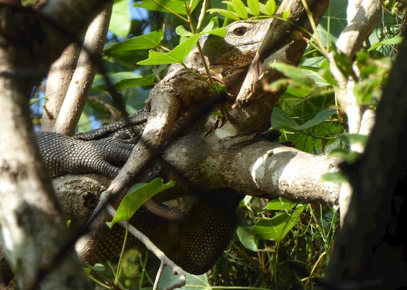 Monitor lizard, Bali Barat