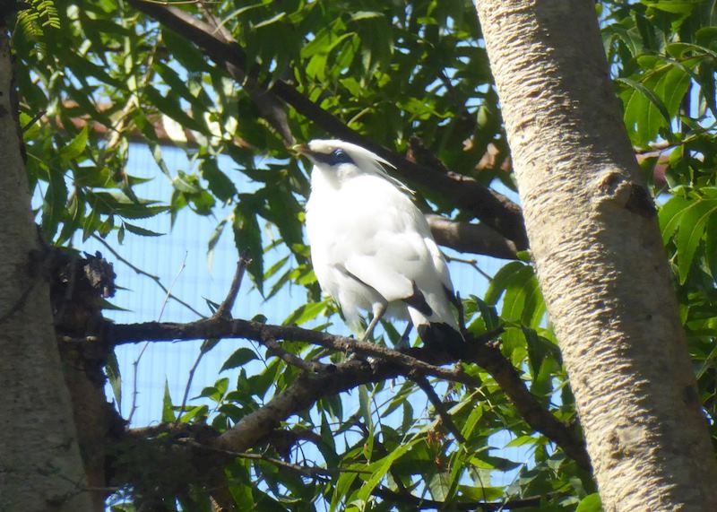 Bali Starling, Bali Barat Sanctuary