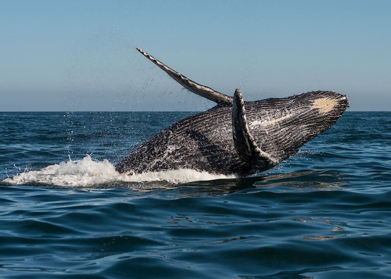 Breaching humpback, Victoria, British Columbia