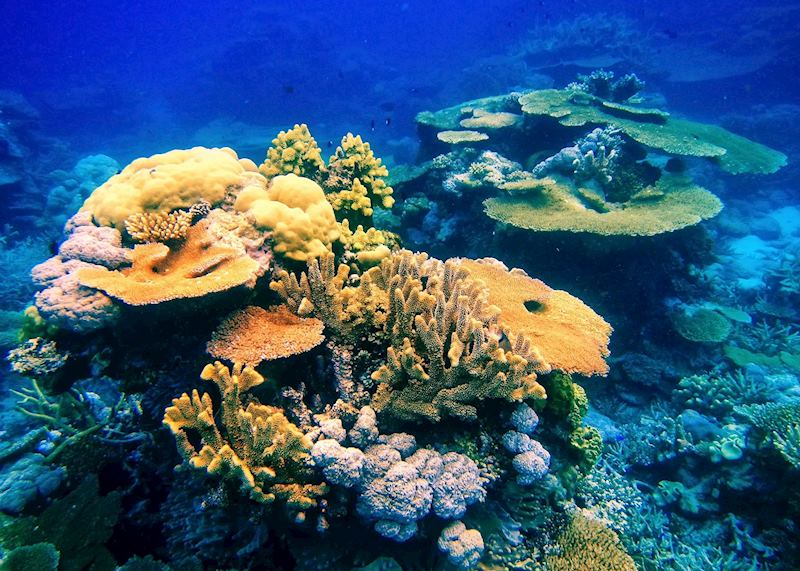 Scuba Diving, Fiji